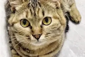 宠爱联盟｜广州阿姨给4只狗狗留下10多万遗产：当我们不在了，它们如何衣食无忧？图片