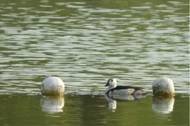感受浦东鸟类多样性！盛夏时节，一起走近飞羽精灵→图片
