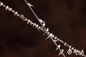 泉州市区东美路燕子成群“开派对” 线缆变身“五线谱”图片