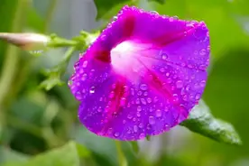 国学成语番外篇（66）郑庄公：使用巫术厌胜术“第一人”图片