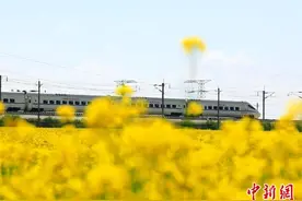 青海门源万亩油菜花盛开 省内外游客相聚打卡图片