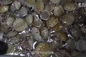 新华鲜报丨“偷运”上千只红耳彩龟 全国首例非法引进外来入侵物种刑事案件宣判图片