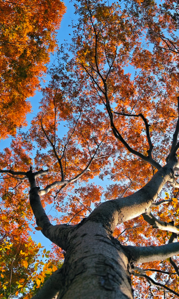 快来这个公园，捕捉五彩斑斓的秋色！