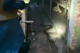 35斤大蟒蛇偷吃山羊！大黄狗立功！图片