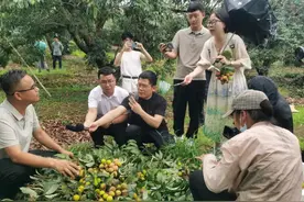 6月21日！2025灵山荔枝文化旅游节来了图片