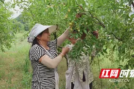 衡阳县：金秋丰收季 酥脆枣满枝图片