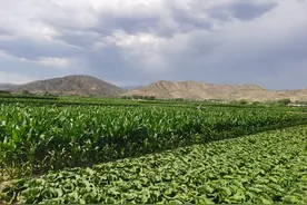 沙葱、陇椒、定西马铃薯……这些原生态的“戈壁菜”你尝过吗？图片