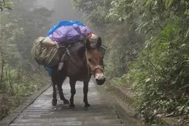 景区骡子负重爬山引争议，要看到节省人力这一大善图片