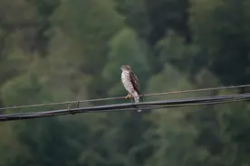 森林猛禽！福建永安喜添鸟类新记录种日本松雀鹰图片