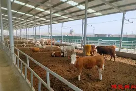 乡村振兴︱淄博周村：特色养殖助力乡村振兴图片