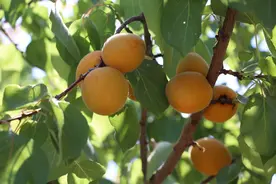 永城市：万亩杏林铺出“杏”福路图片