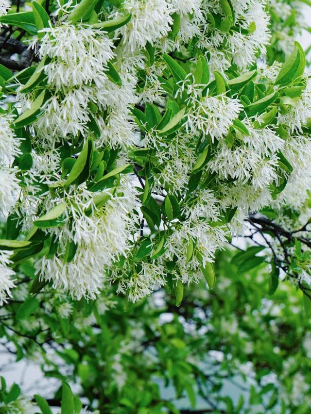 开了！开了！福州开了成片杜鹃花海！快上鼓岭