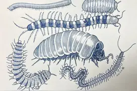 “虫子”都是昆虫吗？昆虫如何区分？昆虫怎么起名？图片