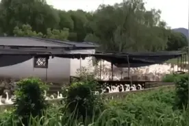 在江苏这里，听见“全世界鹅的鸣叫声”图片