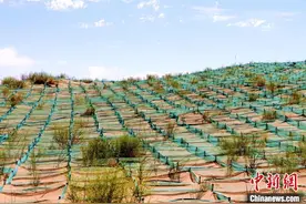 突破沙漠“围猎” 甘肃民勤契合自然植被格局“仿原生”治沙图片
