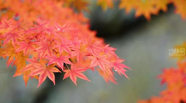 这个冬天，到贵州赴一场色彩之约