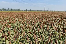 “千万工程”调研行 ㉒ ｜ 汾阳：以“酒”为媒 乡村振兴添动能图片