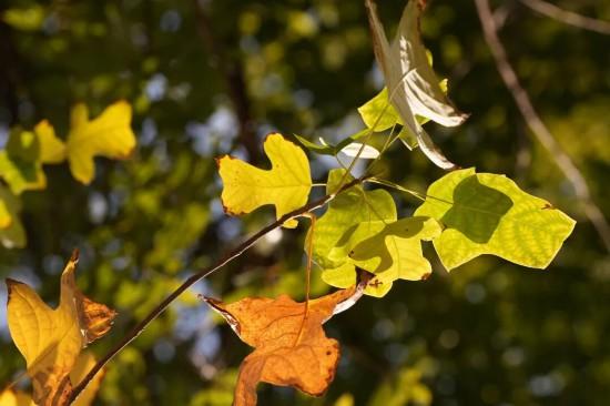 这场秋日浪漫别错过 申城落叶道体验进入倒计时