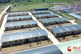 崇信：“一村富”带动“连片兴”图片