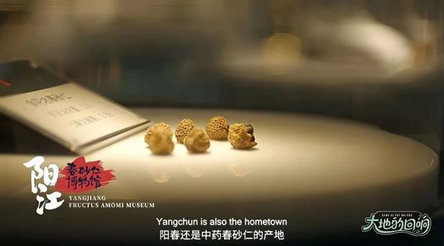 多位外籍网红博主“打卡”阳江