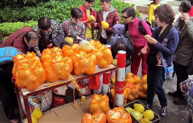 第1视点｜乡村振兴路 金柚正飘香