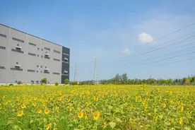 向日葵花海簇拥武汉“西大门”，东西湖收费站从“城市边角”变“生态画廊”图片