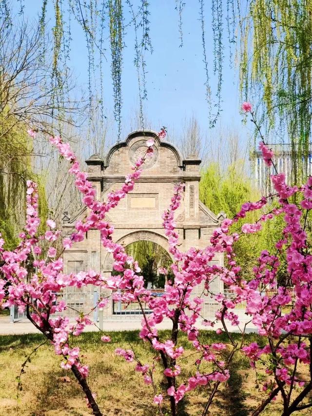 春色满城！定州藏不住的温柔与浪漫