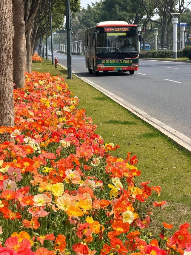 美出圈！来惠山走花路啦~