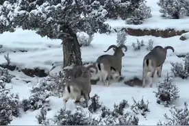 成群岩羊现身青海柏树山 雪中漫步觅食图片