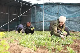 新时代中国调研行之看区域·京津冀篇丨夜行300公里的“绿色传递”——太行山蔬菜进京记图片