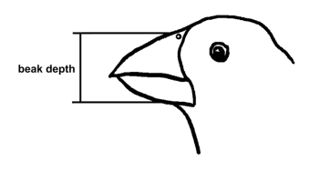 灵魂干饭“龙”从来不挑食？它的秘密全都写在下巴上了！