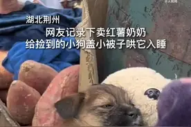 暖！卖红薯奶奶给捡到的小狗盖被子哄它入睡图片