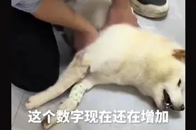 死亡数量还在增加！广州宠物协会披露宠物狗中毒细节：很多只是闻了下，到家就不行了图片