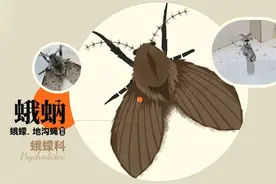 这种虫子，你家有吗？长春疾控重要提醒图片