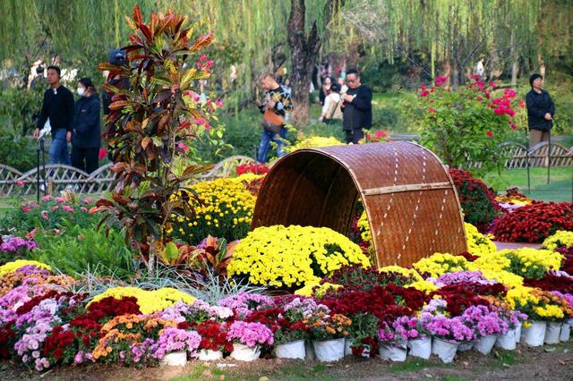 江苏苏州：菊花在寒意中傲然盛开