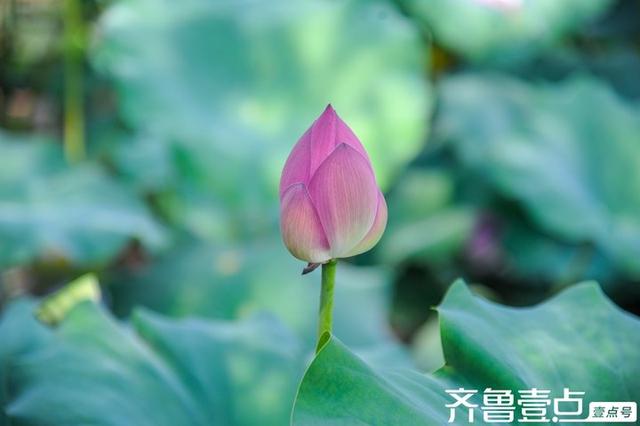 南山这处民宿可赏荷塘月色