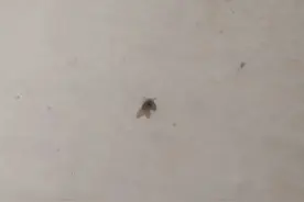 当心！卫生间常见！男子因一飞虫被迫摘除眼球！图片