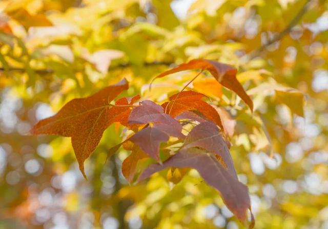 静谧的晋宁昆阳之秋，你可以清晰地听到自己的心跳