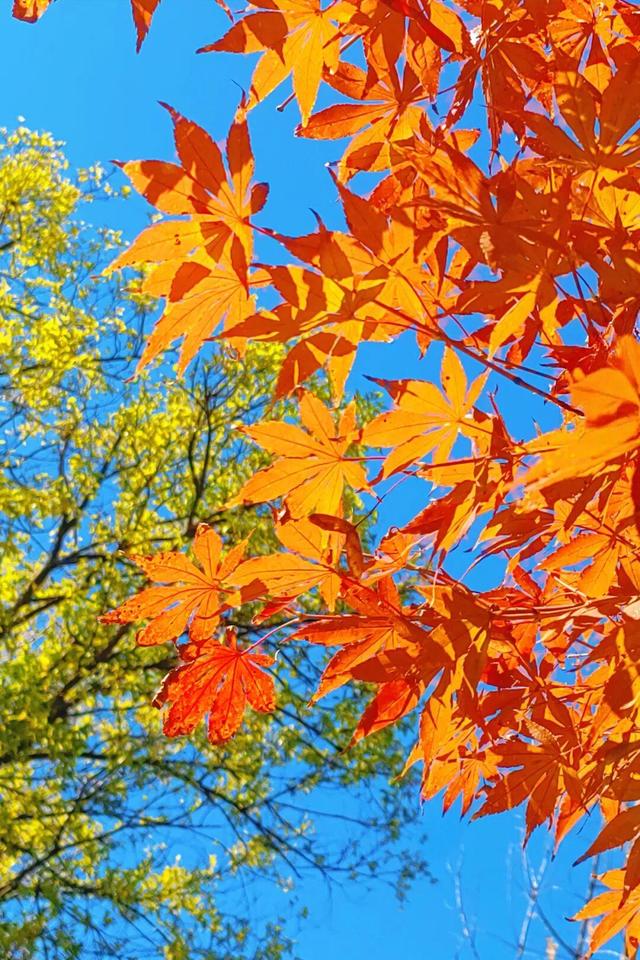 娄底：藏不住的诗意冬景，每帧都美到“心巴”上～