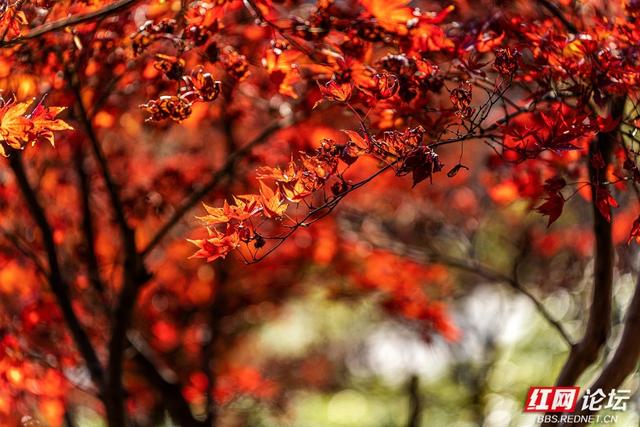 藏在长沙的冬日惊喜：乐喜湖的草木，还在演绎秋的余温