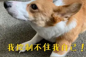 邻居帮我遛狗没牵绳，狗狗把小孩抓伤了，谁来担责？图片