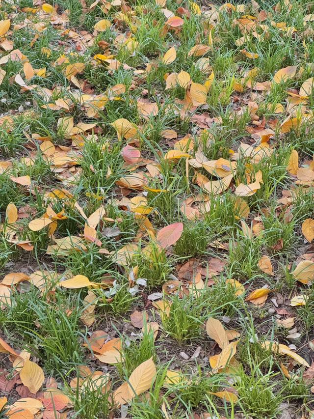 落叶缓扫点位公布!碑林这几片“落叶地毯”等你来打卡