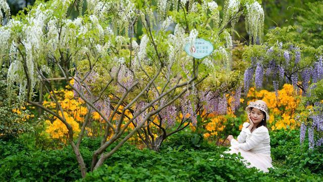 樱花之后，武汉多种春花接档，武汉公园绣出“开不尽”的春之卷