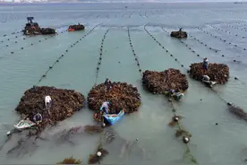 小“海带”带动大产业，产品远销40多个国家和地区图片