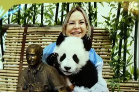 莫斯科动物园园长眼中的2023年：见证旅俄大熊猫诞下幼崽视频封面