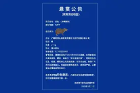 悬赏奖励升级！“越狱”卡皮巴拉“豆包”位置已初步锁定图片