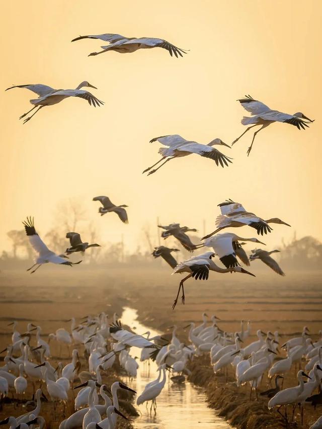 冬季到江西来观鸟，方知王勃诚不欺我！