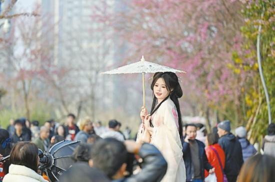 冬樱花开盛 满眼打卡人