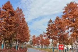 高质量发展调研行/ 绿色嬗变，看安徽淮北如何做好转型发展的“大文章”图片