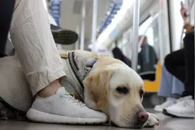 成都发布公交乘车新规：工作犬允许上车 明令禁止电子烟图片